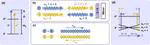 Conveyor-belt magneto-optical trapping of molecules